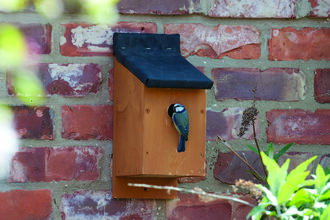 A blue tit perched on the entrance to a wooden birdhouse attached to a red brick wall. The birdhouse has a black, angled roof.  Foliage is blurred in the foreground and along the right edge.