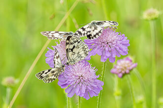Marbled White Butterflies - Simon Tull