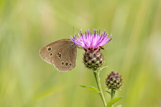 Ringlet butterfly - Simon Tull