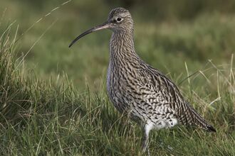 Curlew