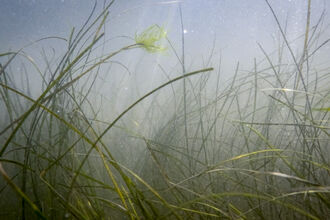 Dense seagrass meadow floats underwater at Spurn Point
