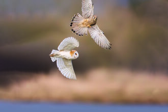 A kestrel and barn owl sit at the centre of the image flying with wings spread 
