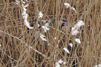 A bittern is well camouflaged as it sits in a reedbed.