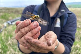 Close-up of a person holding a large, yellow and black dragonfly in cupped, dirty hands against a blurred background of a field.