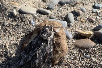 Convolvulus Hawk-moth on a rock on a beach