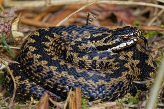 adder coiled up with its head sticking out and tongue out slightly. It has red eyes and a black and beige checkered body and is laid amongst the hay like grass on a nature reserve