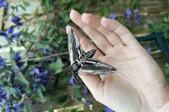 A large black and white moth held on a person's open hand.