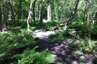 Adel Dam Woodland