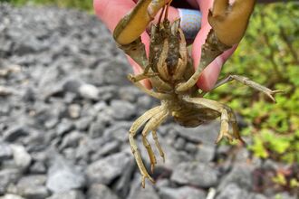 White clawed crayfish being held before release