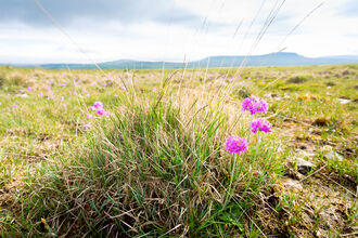 A cluster of bright pink wild primroses blooms in a grassy meadow with rolling hills and a cloudy sky in the background.