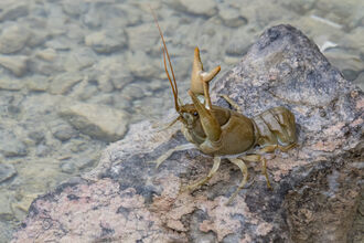 White clawed crayfish on a rock just above the water level