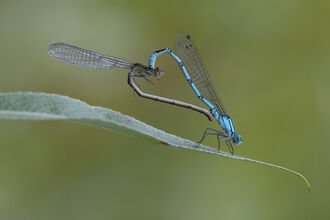 A pair of common blue damselflies mating