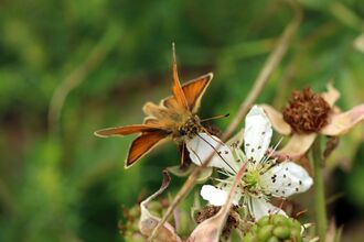 An Essex skipper on a bramble flower. It's a small, orange butterfly with  black-tipped antennae