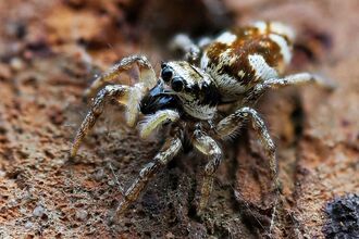 Zebra Spider