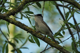 A male blackcap sings in a tree while framed by leaves.