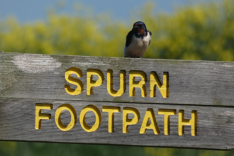 A swallow sits upon a sign that says Spurn footpath