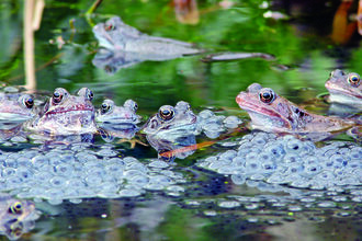 A group of common frogs poking their heads out of a pond surrounded by frogspawn.