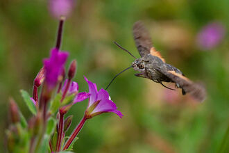 A moth hovers mid air as it is about to land on a purple flower.