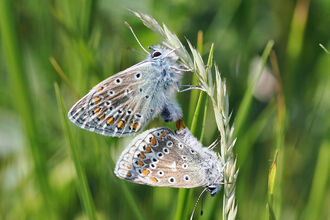 Two common blue butterflies mating on a stalk.