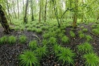 Askham Bog