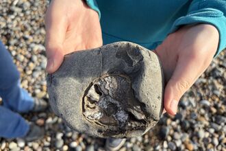 Ammonite being held by a child