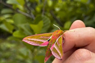 Elephant Hawk Moth