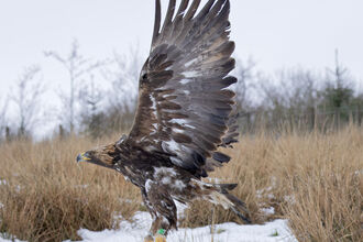 a side profile of a golden eagle being released back into the wild. the ground is covered in snow. the eagle has its wings raised up ready to fly
