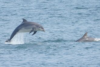 A Bottlenose Dolphin leaps out of the water