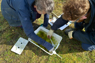 Pond Dipping