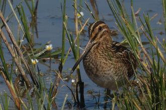 Common snipe wading