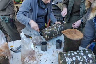 Two women drill holes in a small cut log