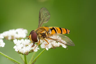 A close-up, side view of a hoverfly with a striped yellow and black abdomen, large compound eyes, and translucent wings rests on a cluster of small white flowers against a blurred green background.