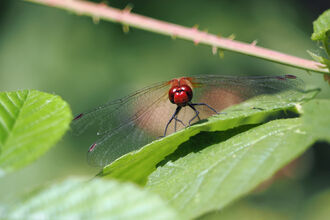 A male ruddy darter dragonfly perches on a green leaf and looks into the camera lens.