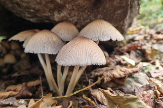 fungi