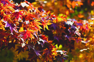 Red and orange leaves