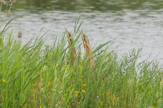 Two bitterns in the reeds