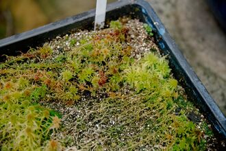 A close-up view of vibrant green and reddish-brown sphagnum moss growing in a black plastic tray filled with sandy soil.