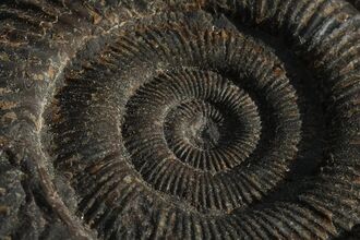 Fossil ammonite 