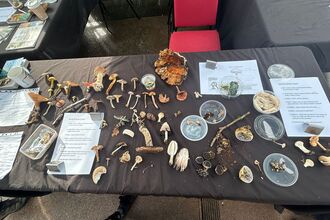 Fungi specimens laid out on a table