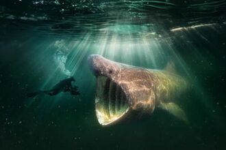 Man filming shark