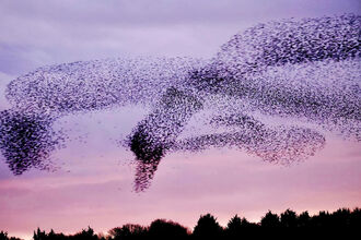 Starling Murmuration