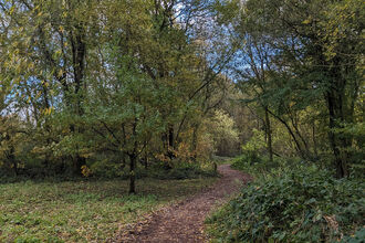 Woodland walk