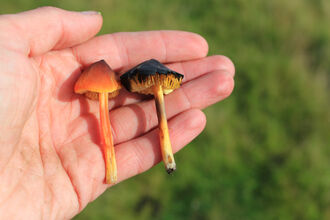 A hand holds two small mushrooms, one with a bright orange-red cap and stem, and the other with a dark brown to black cap and a yellow stem with brown bruising.