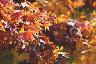 a close up of red and gold autumn leaves on a tree
