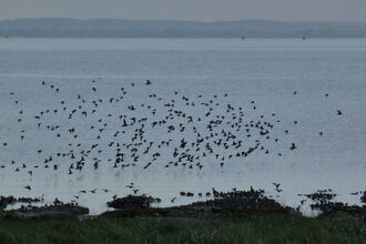 birds