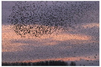 Murmurations Ripon City