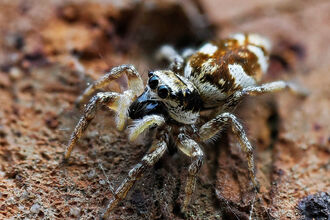 A close up Zebra spider
