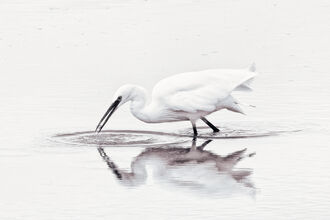 Egret