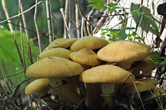 Spectacular rustgill mushrooms growing on the woodland floor.