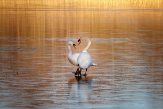 Two swans on a frozen lake